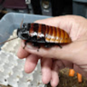 Meet your Posher, Georgia